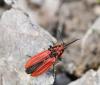Anostirus purpureus
